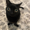 danikai avatar
