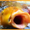 koifish278