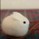 avatar Bunni