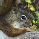 chipmunksandsquirrels