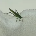 juanpabloelcrack_ avatar