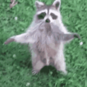 racoonsisters