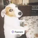 vervedagoty