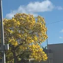 leeziiui