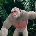 coopleaderofapes