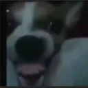 david.zxcv