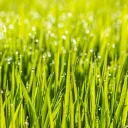 lawn_u5x avatar