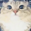schnapies avatar
