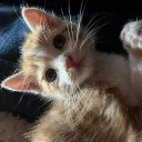 agustin_hayden avatar