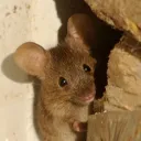 onetinymouse
