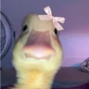 blloko
