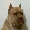 carlos_.mp3 avatar