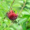 sumomo_122_4のアバター