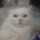 awaablakjutt482 avatar