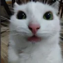 globalow_28444 avatar