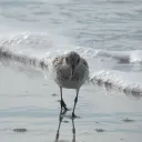 wvbirderisfree
