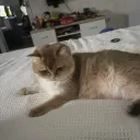 fonartiktop