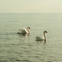 avatar Wuseltiger - Svea