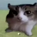 real_xyzqueria
