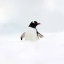 mr_penquin