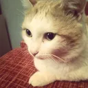 catdany