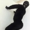 jumangu. avatar