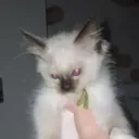 minzutv