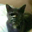 eeel_primooo