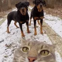 hamodiii206_6 avatar