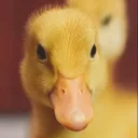 felkku. avatar