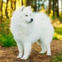 kyuuriane