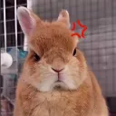 usagimoonie