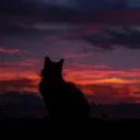 mythical_zyr