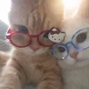 pivasik._1337