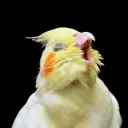 gustavinazideia