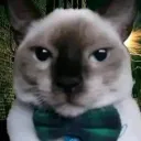 ronneychable_55064 avatar