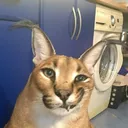 caracal0056
