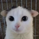 bacon_lp