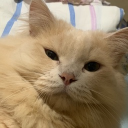 avatar khai ⋆🐾°