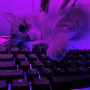 xerex0433_68330 avatar