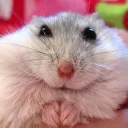 lonely.hamster