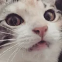 spacesloth_