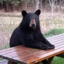 final_kuma