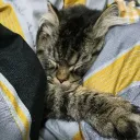 purrtasticcat