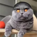 kurli_subottin