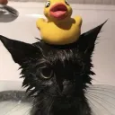 thecatbagel