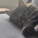 thecatbagel