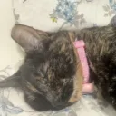 yurimizukiedoesnails