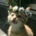 acheronstarz