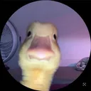 ho._llow